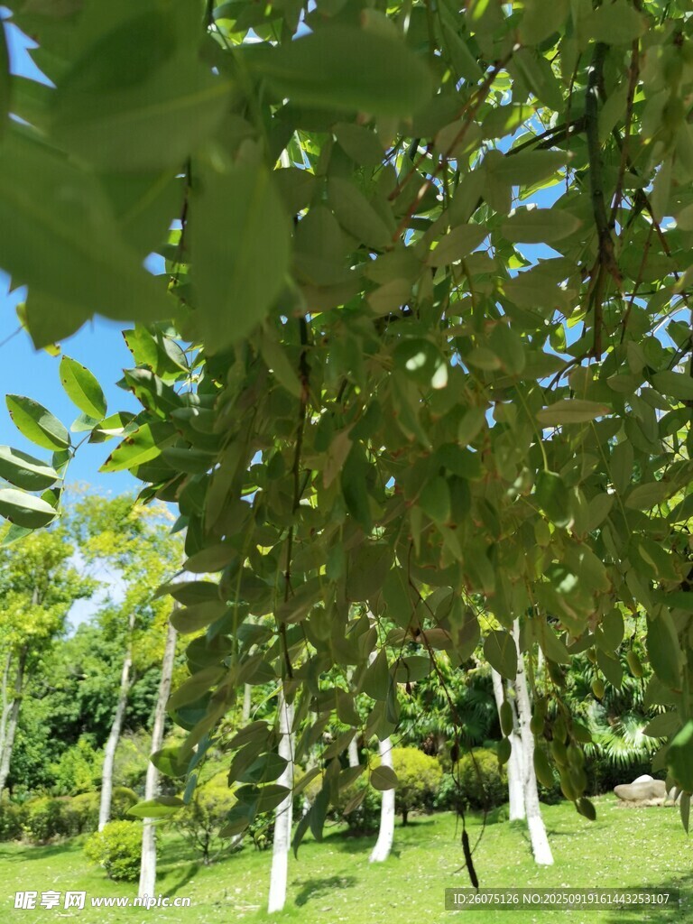 夏日绿荫下的清新树林
