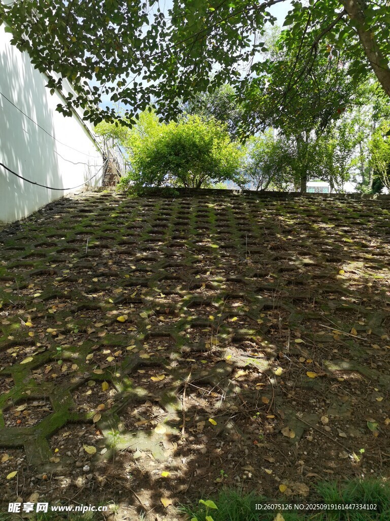 阳光照耀下的整齐农田