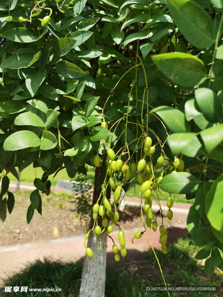 绿叶间的黄色果实