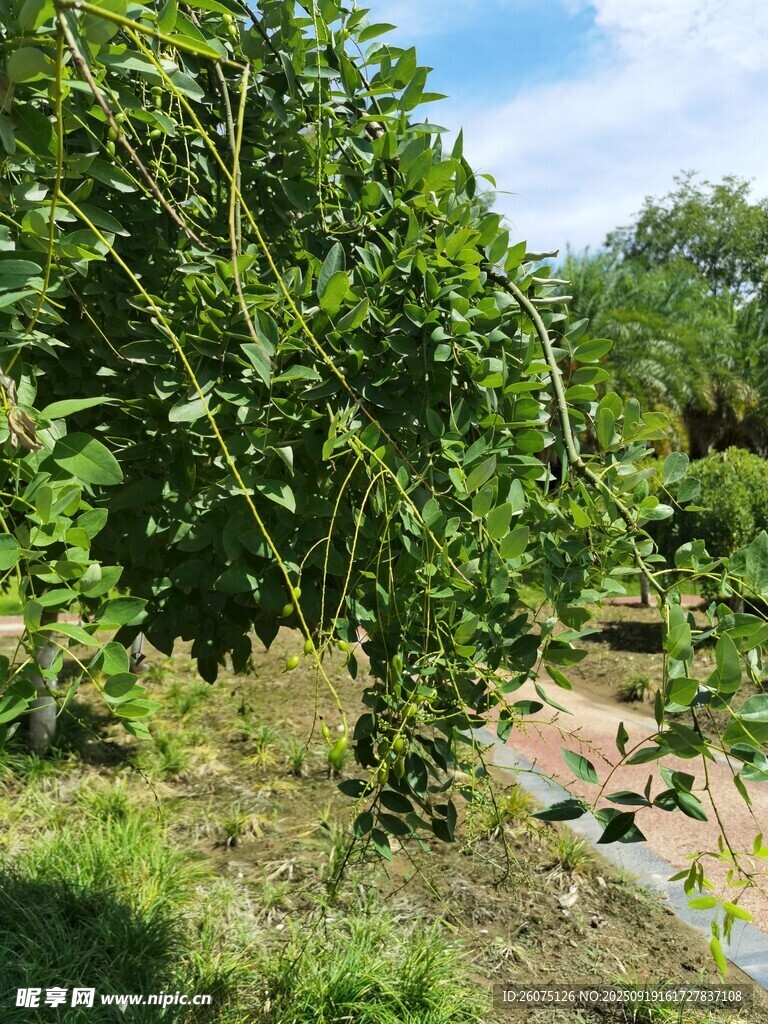 果园里繁茂的果树景象
