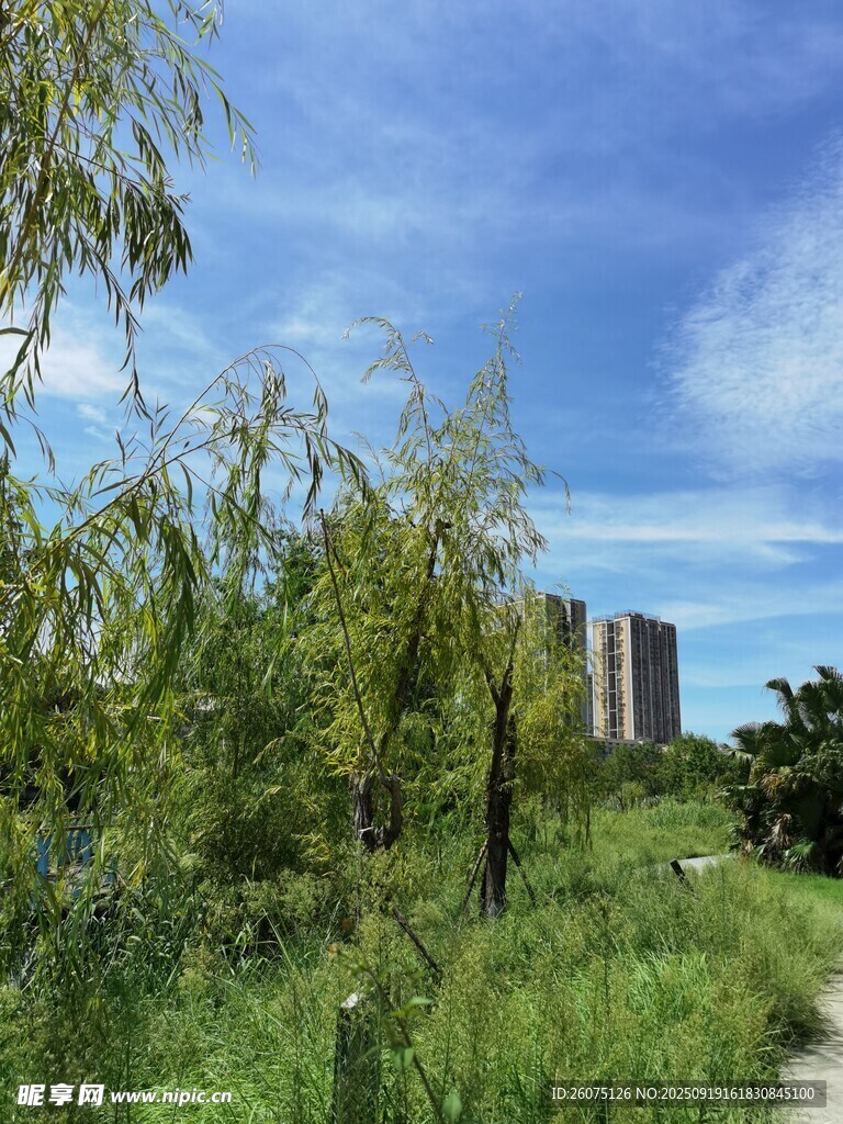 郊外绿意盎然的自然景致