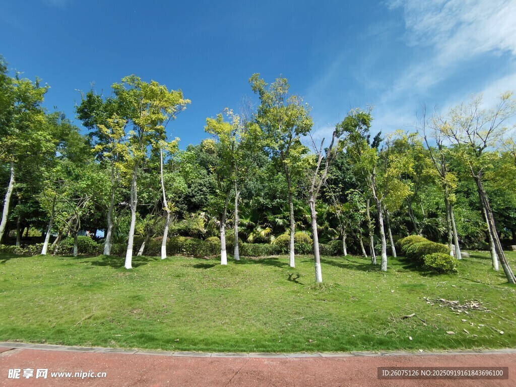 绿树成荫的户外风景