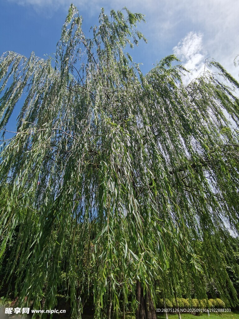 垂柳依依蓝天映衬美景