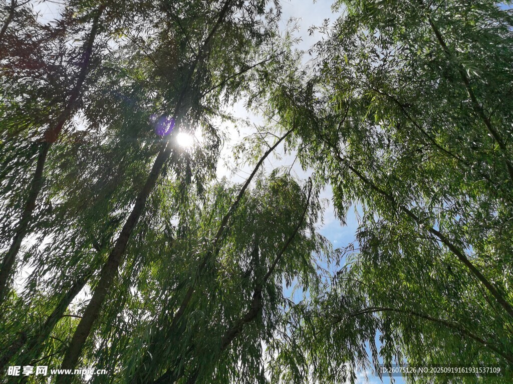 阳光洒落茂密翠绿树林