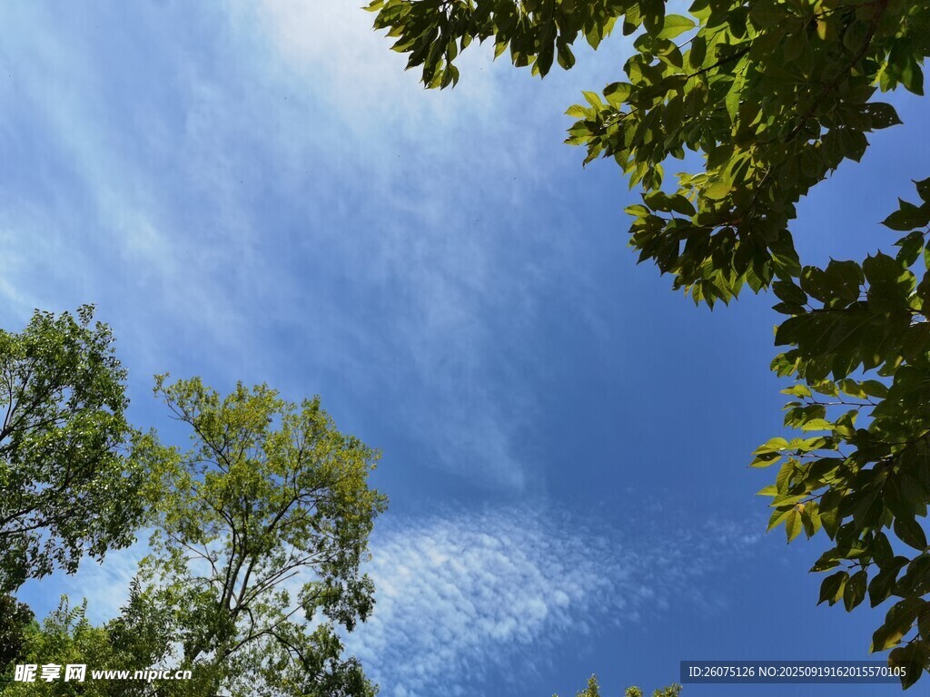仰望蓝天绿树美景