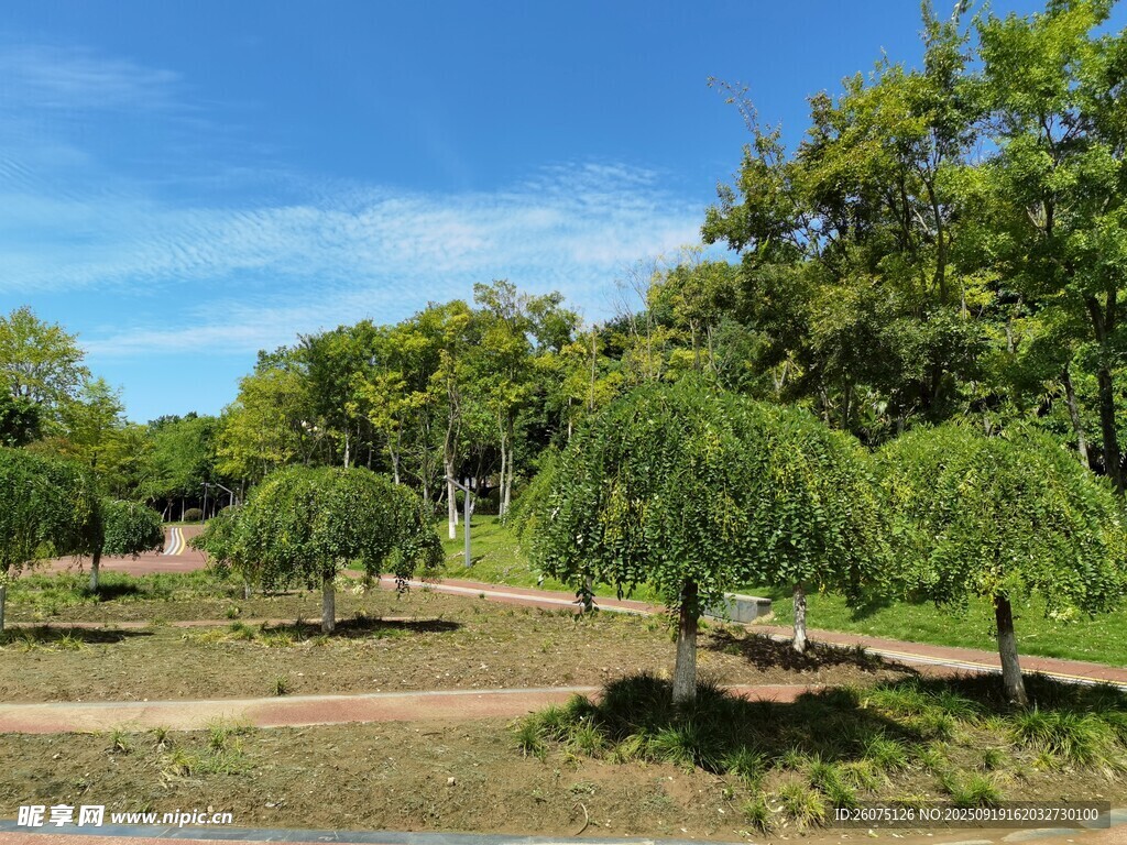 绿意盎然的户外园林景色