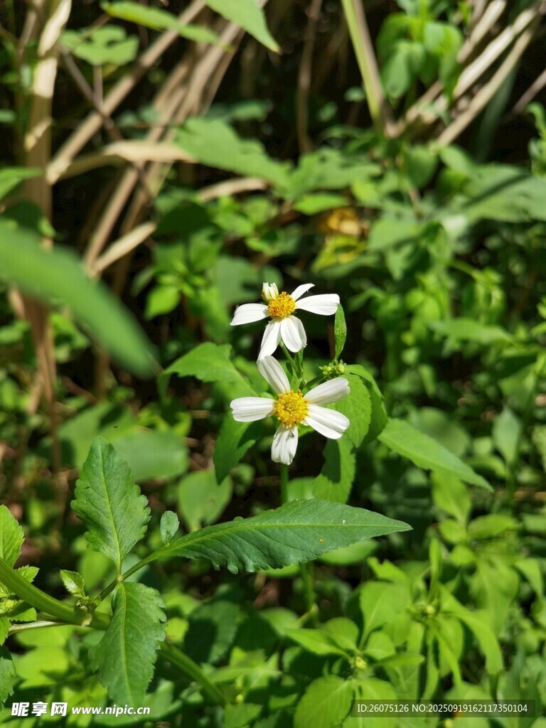 草丛中的白色小花