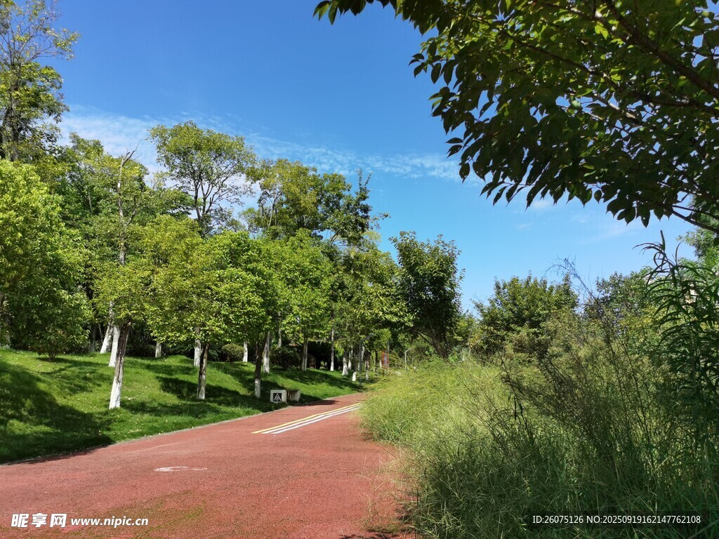 林间红径夏日清新景致