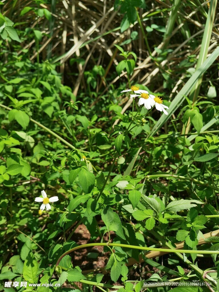 草丛中的白色小花