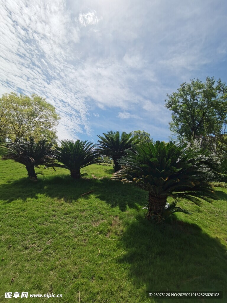 阳光下的翠绿草坪与树木