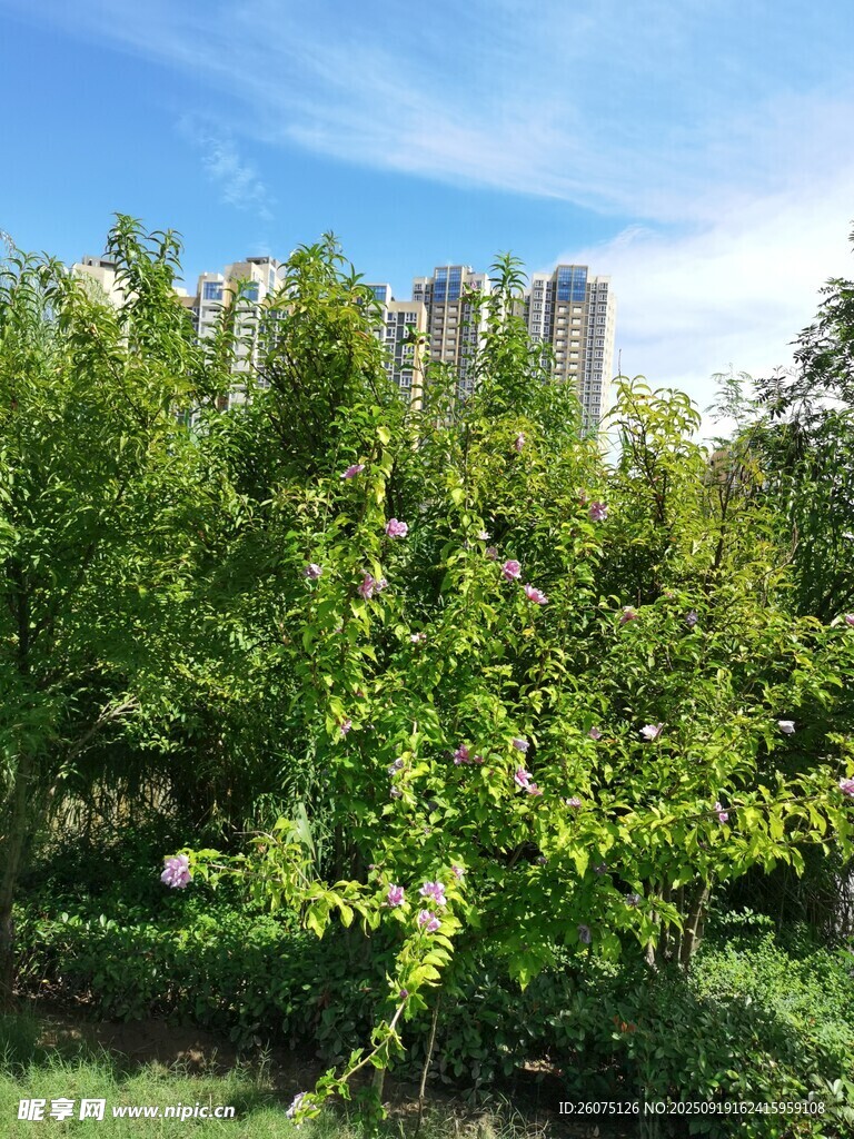 绿树掩映下的城市建筑
