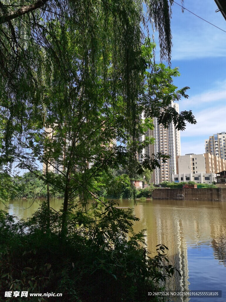 湖畔垂柳映城市风光