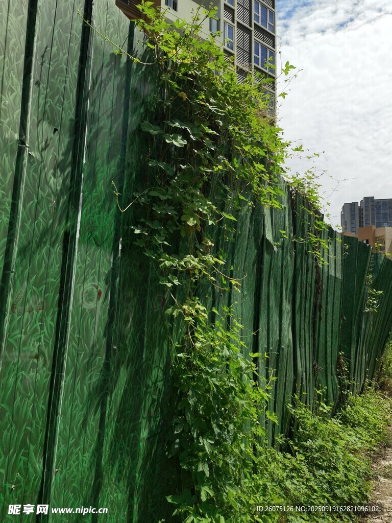 绿色围栏上的繁茂藤蔓