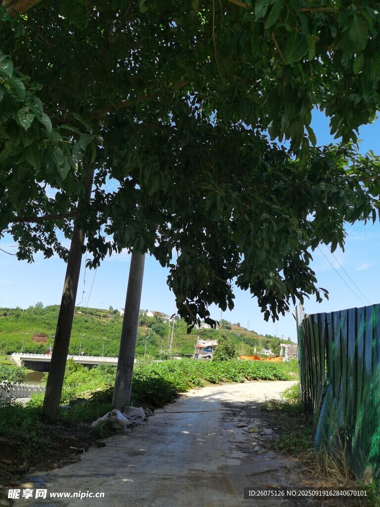 林间小道绿意盎然的景致
