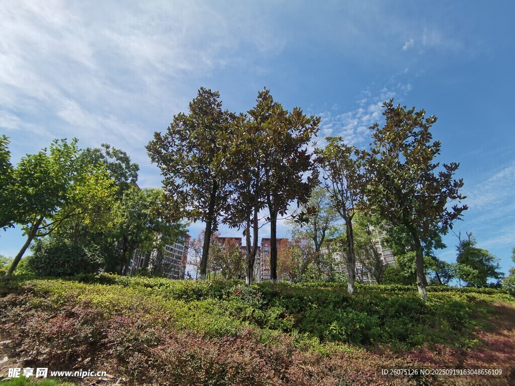 蓝天绿树的户外自然景致