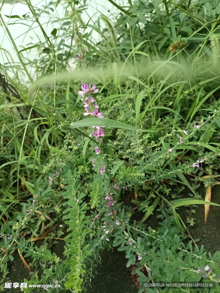野外繁茂的带花绿色植物