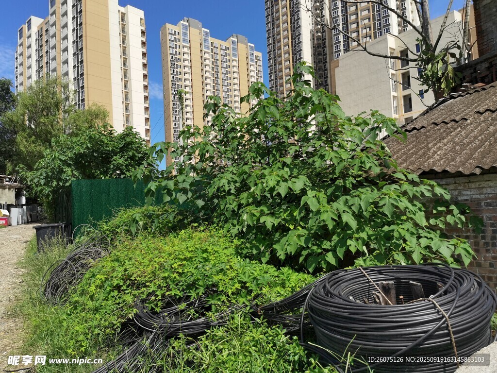 城市中的绿植与废旧电缆线