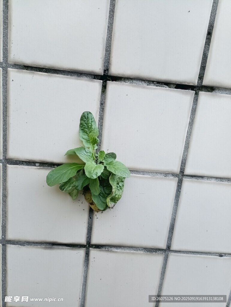 瓷砖上的嫩绿小植物