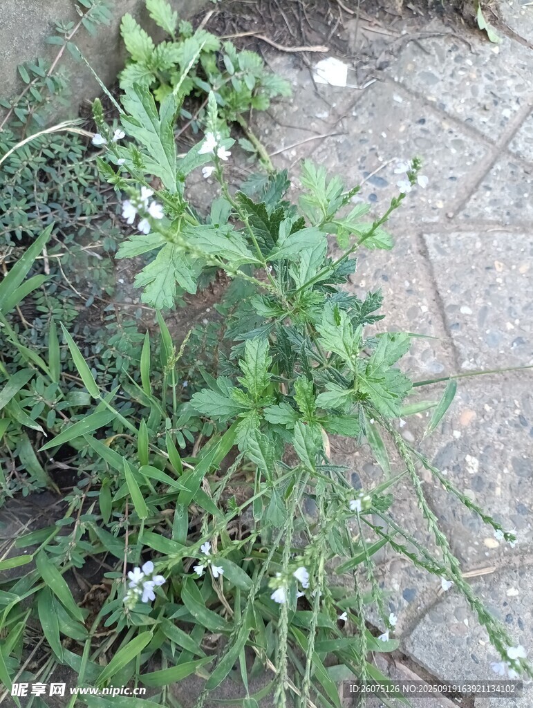 砖缝中生长的绿色小花