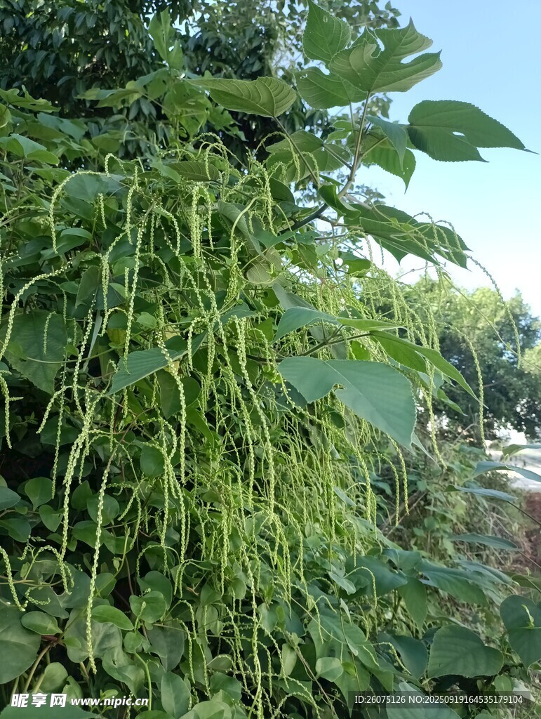藤蔓垂挂的繁茂绿植