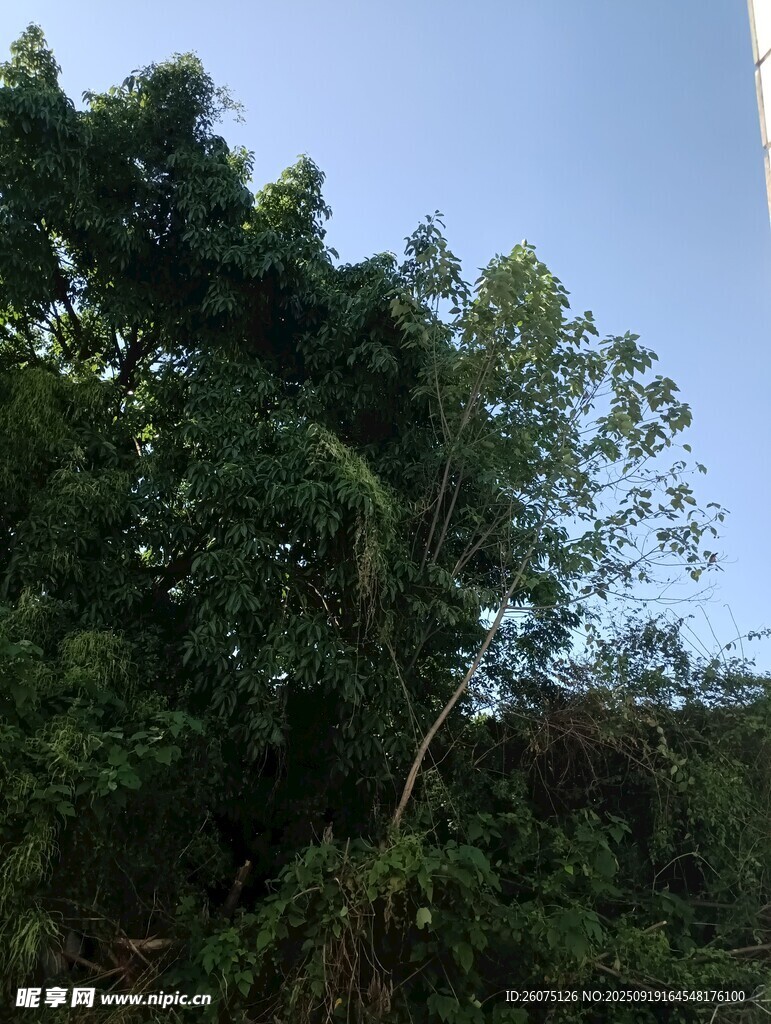 茂密丛林绿意盎然景象