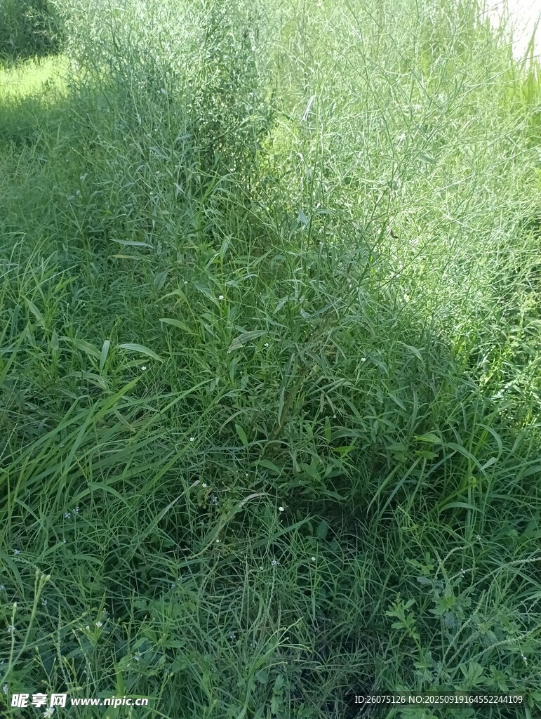 阳光下的茂盛草地