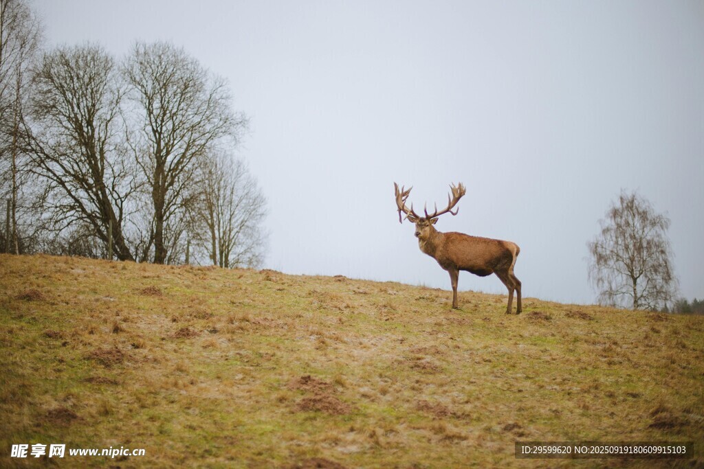 山坡上的雄鹿