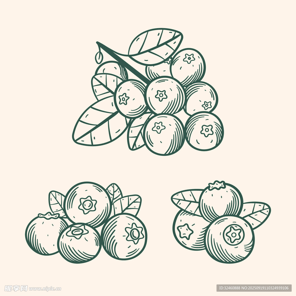手绘浆果插画