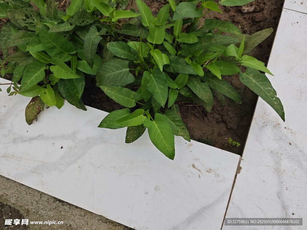 白色花槽中的翠绿植物
