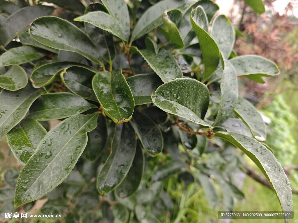 绿叶植物特写