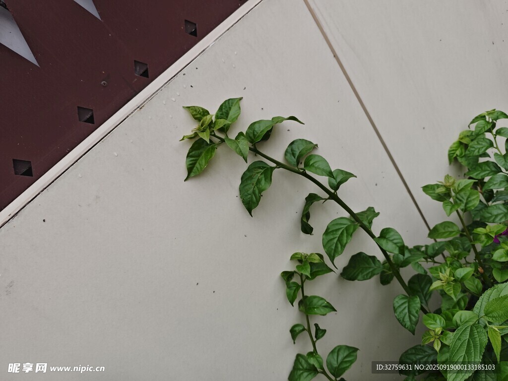 墙边攀爬的翠绿藤蔓植物