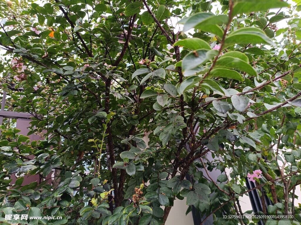 繁茂绿植