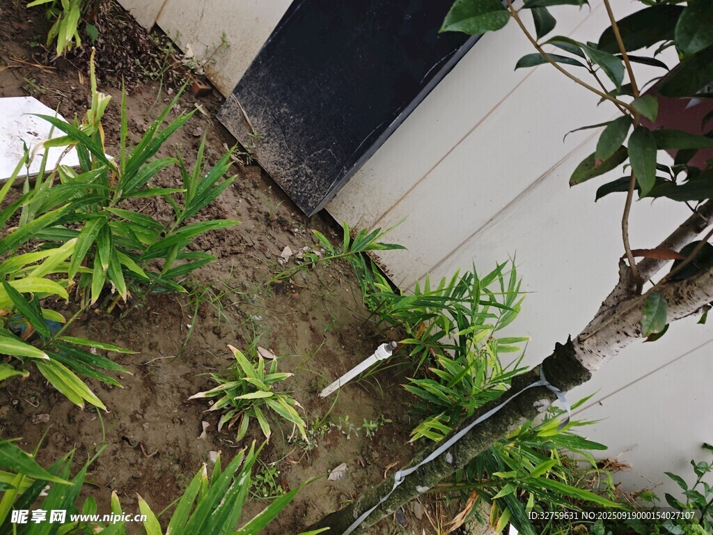 庭院绿植景观一角