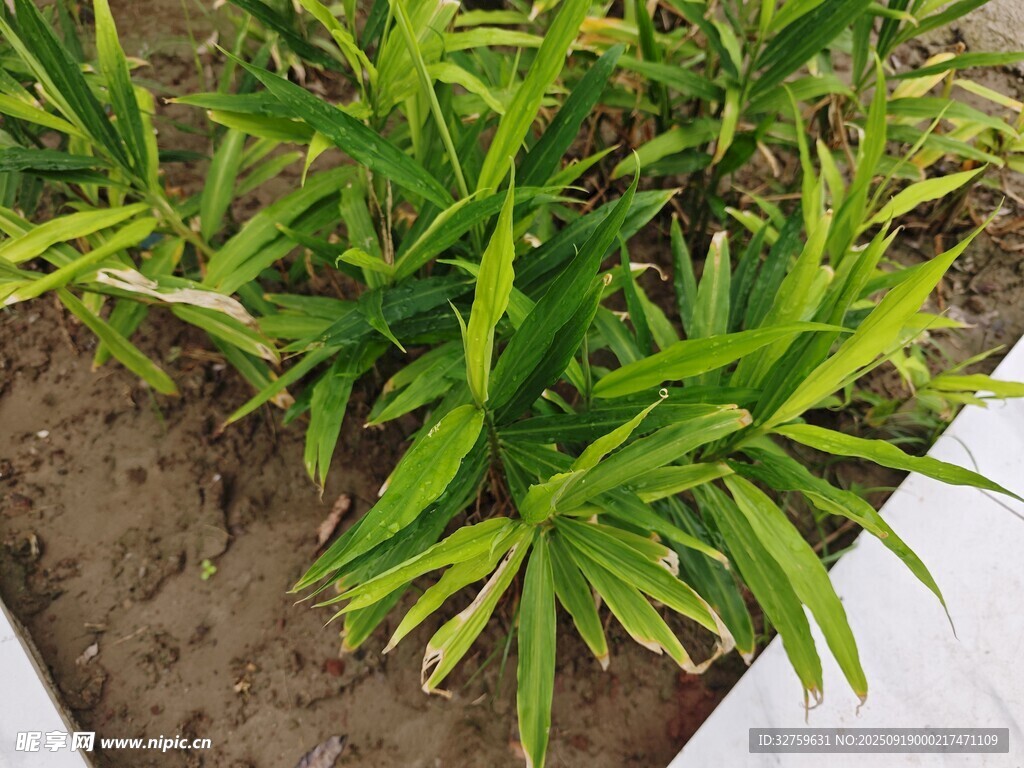 翠绿龙血树盆栽植物