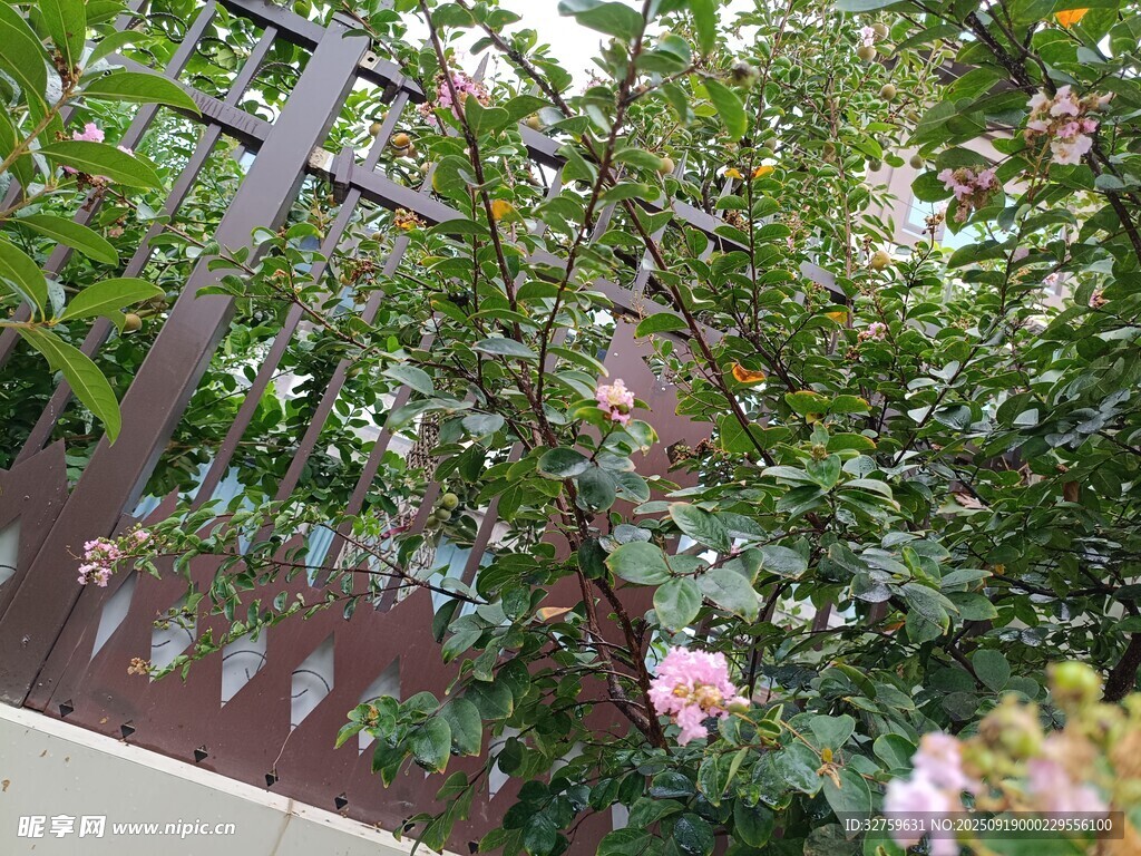 栅栏旁绽放的粉色花朵