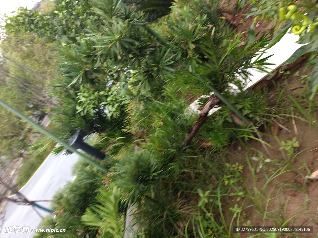 路边繁茂绿植景象