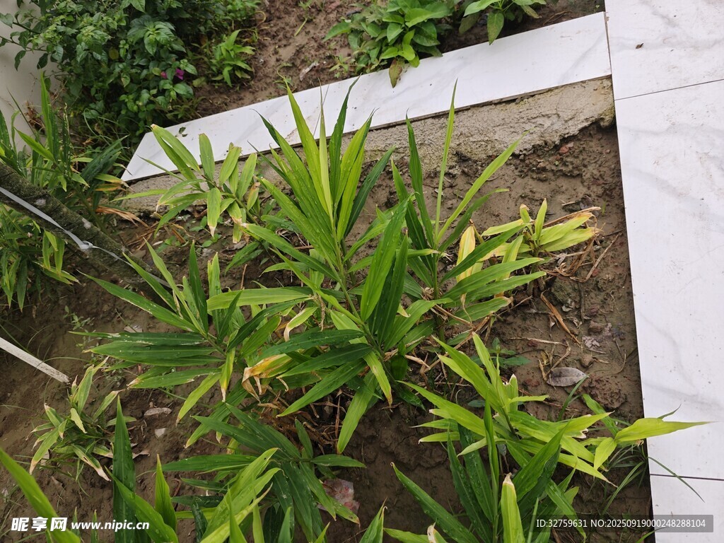 庭院中的翠绿植物
