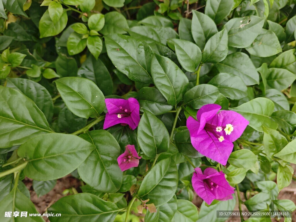 绿叶丛中的娇艳紫花