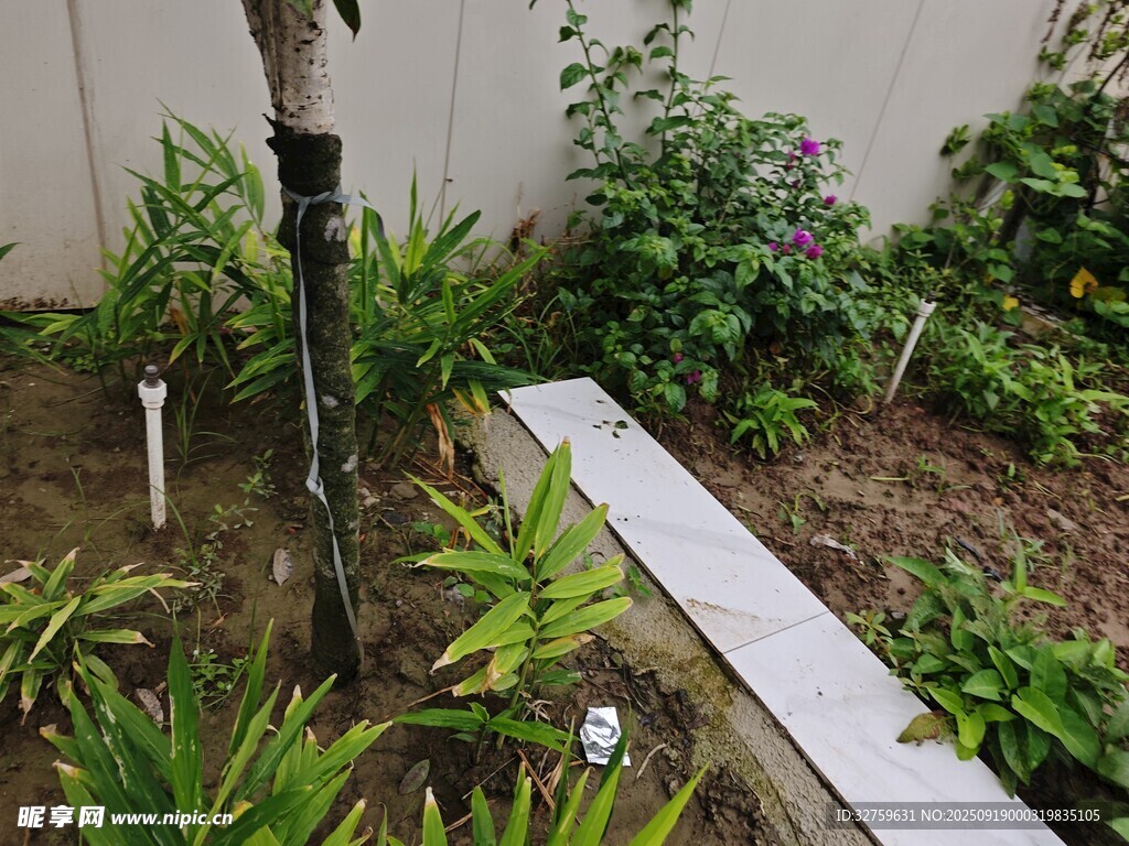 庭院绿植景观一角