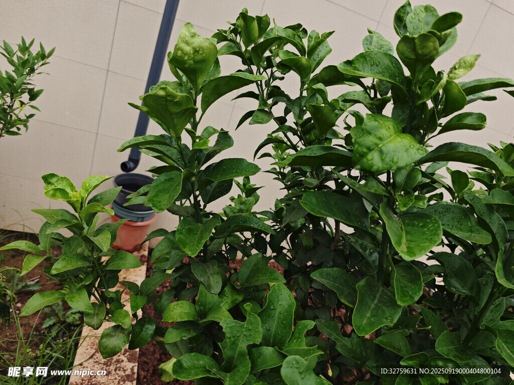 绿叶繁茂的清新植物