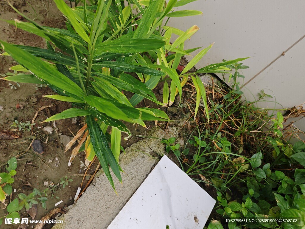 墙边绿植与白色物件