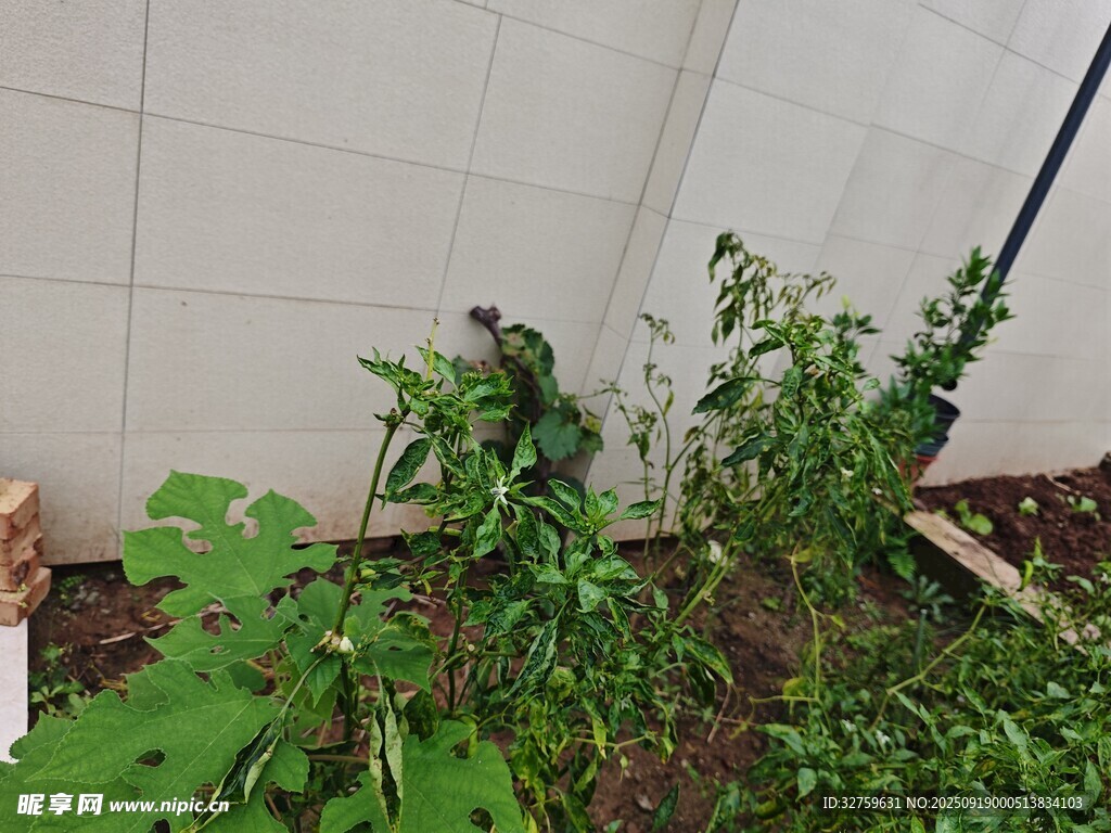 室内绿植小景