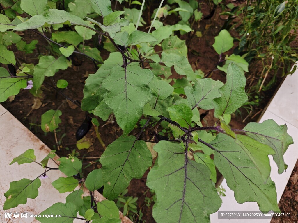 绿叶植物特写