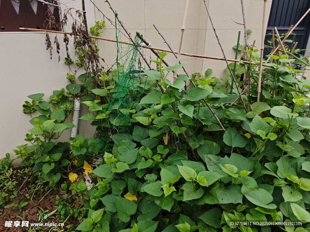 墙边繁茂的绿色植物