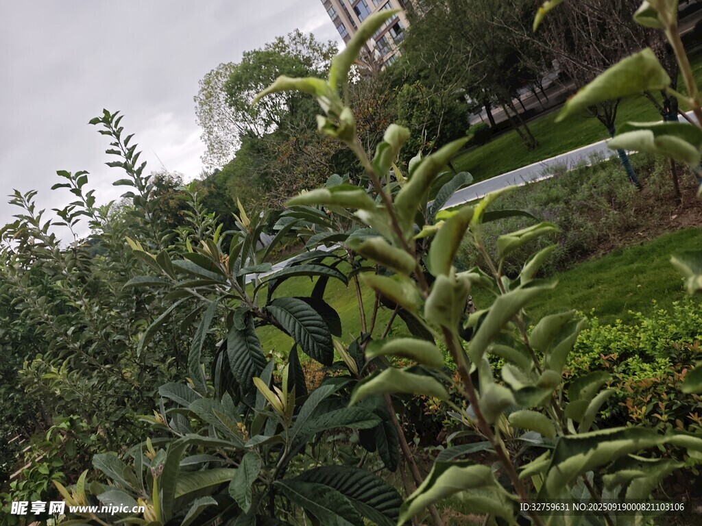 果园绿植景观