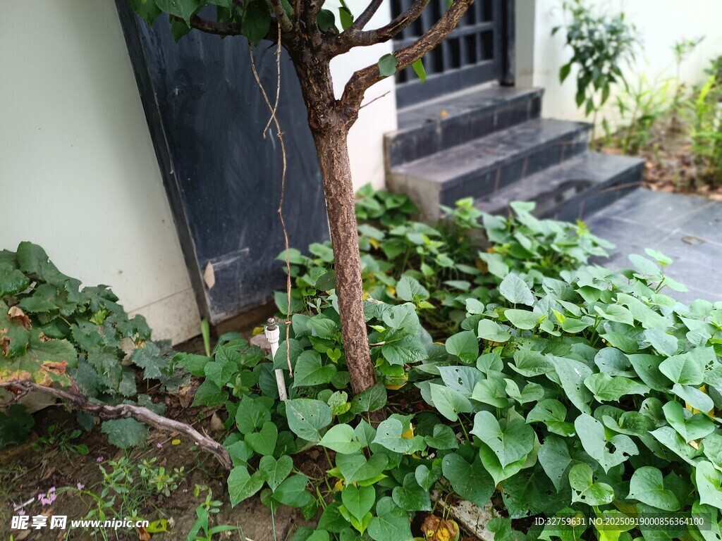 门前绿植与小树景致
