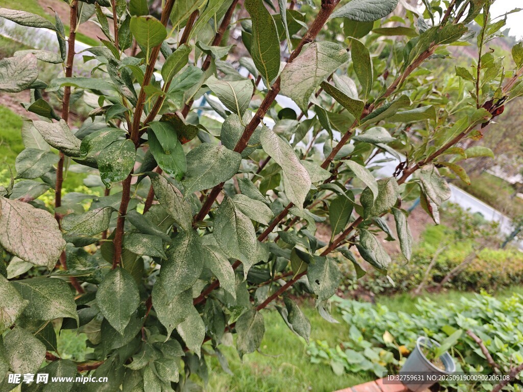 绿叶繁茂的植物景观