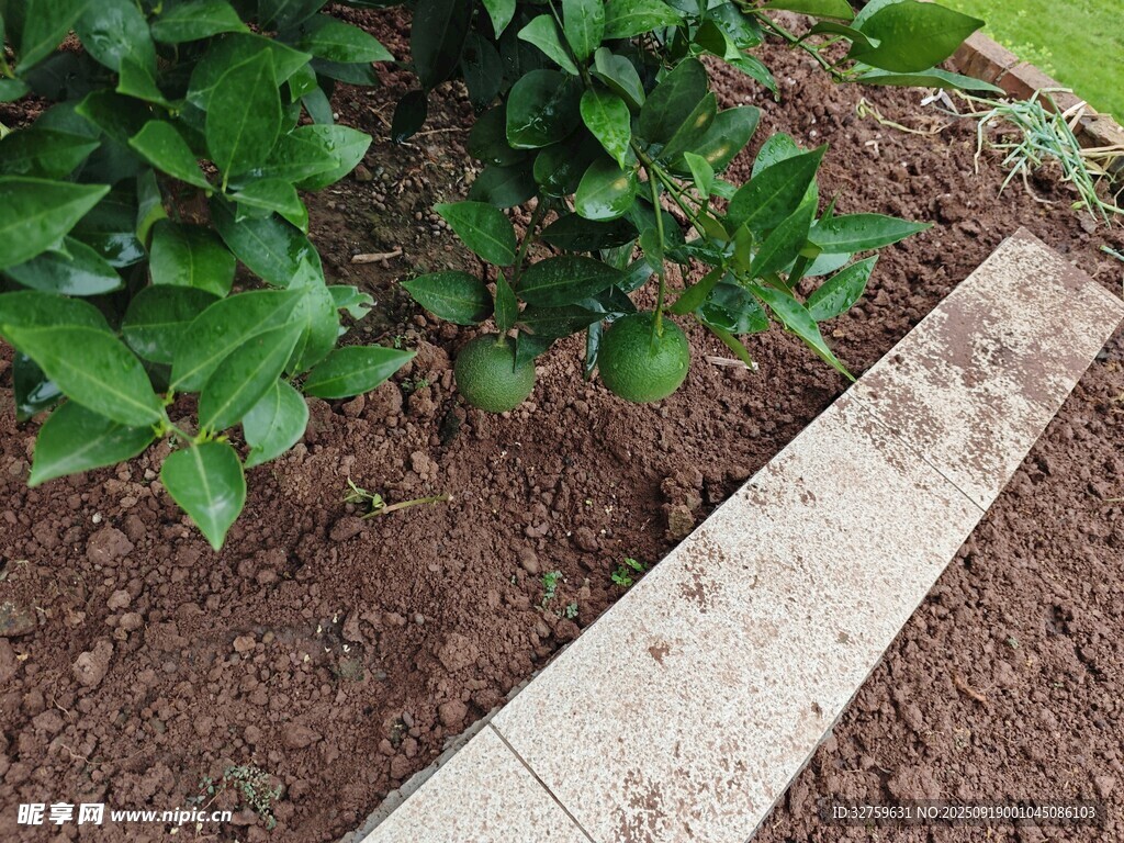 绿植旁的石质边界