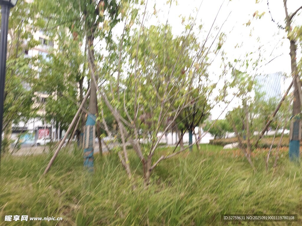 户外草地树木景观