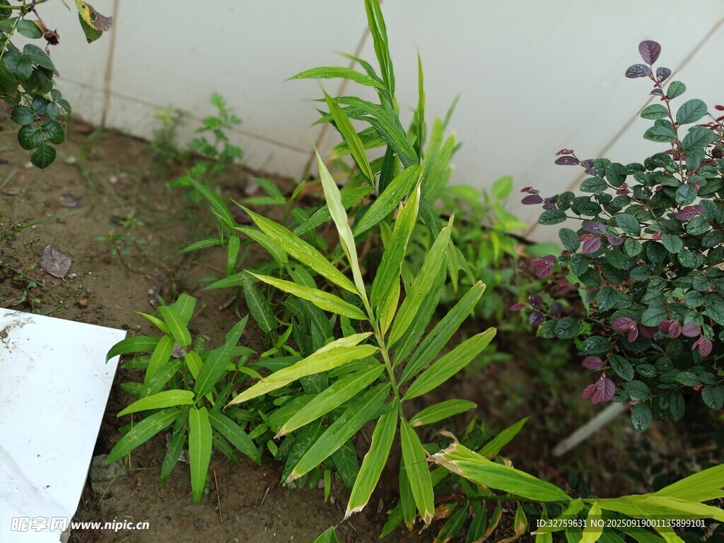翠绿植物生机盎然